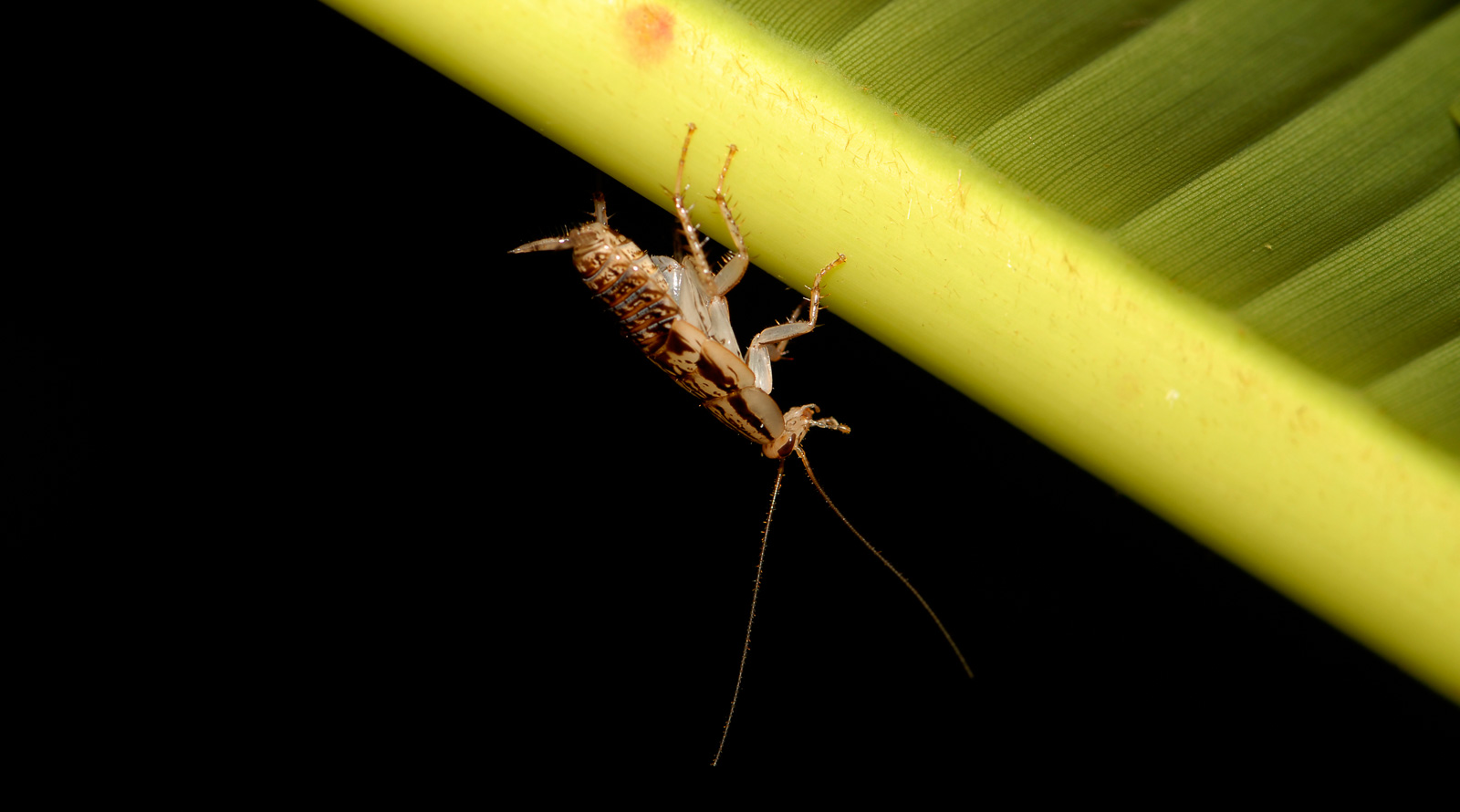 Pacuare Lodge [105 mm, 1/60 sec at f / 10, ISO 100]